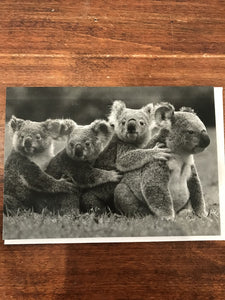 Retrospect Group Cards New Baby Card-Koala Family Portrait