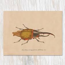 Cognitive Surplus Blank Card-Vintage Hercules Beetle