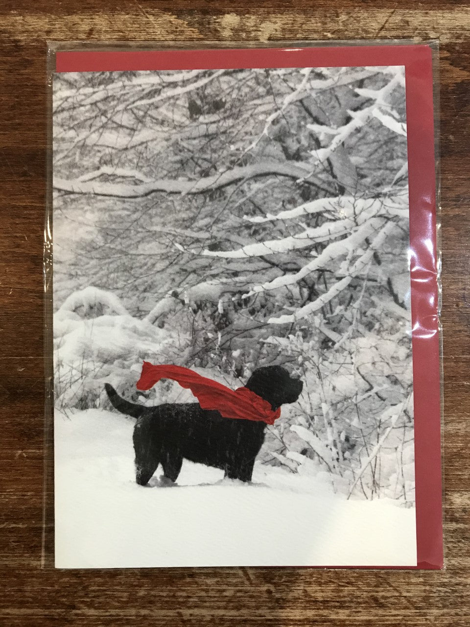 Calypso Holiday Card-Festive Fido