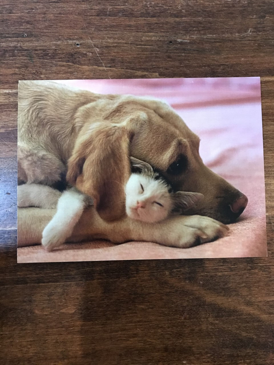 Retrospect Valentine's Day Card-Dog and Cat